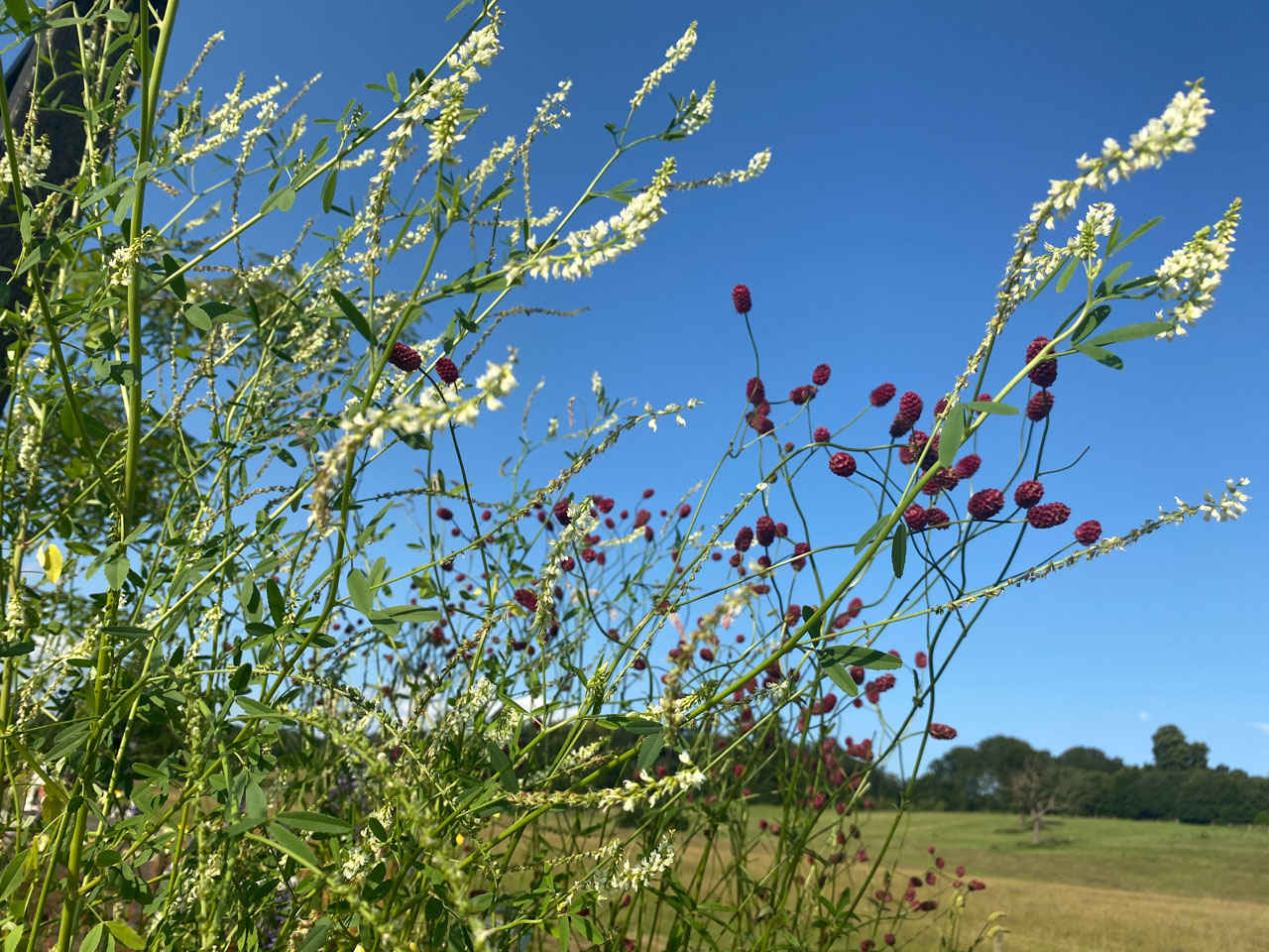 Belvoir_kalkschmidt_17