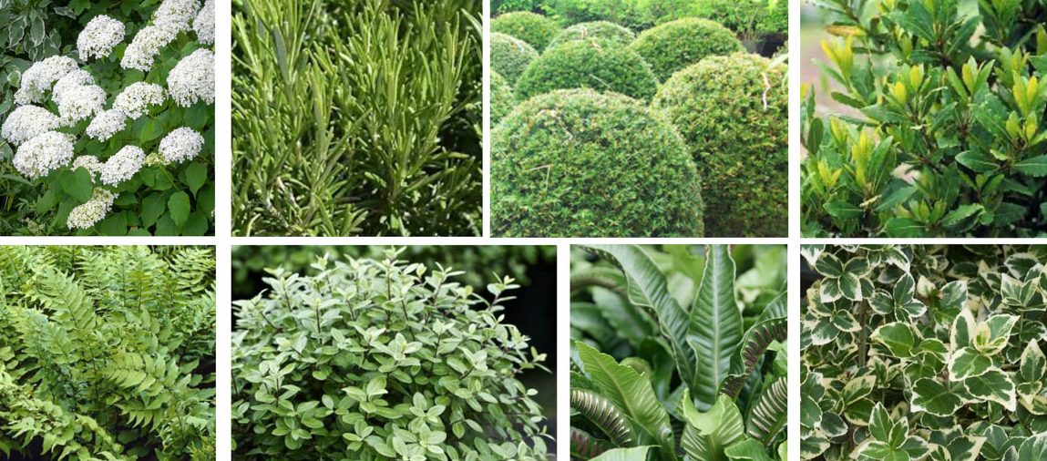 The Ivy Chichester – Planting Proposal v8_Page_8