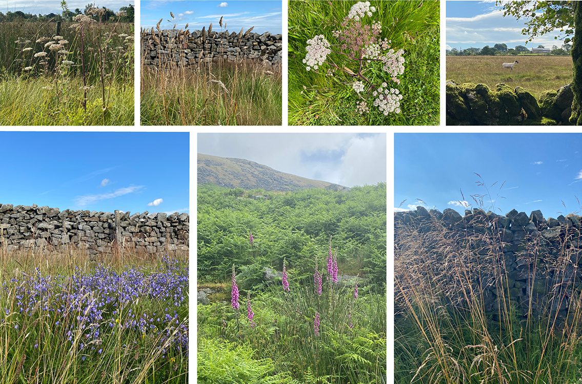 The oak_kalkschmidt site