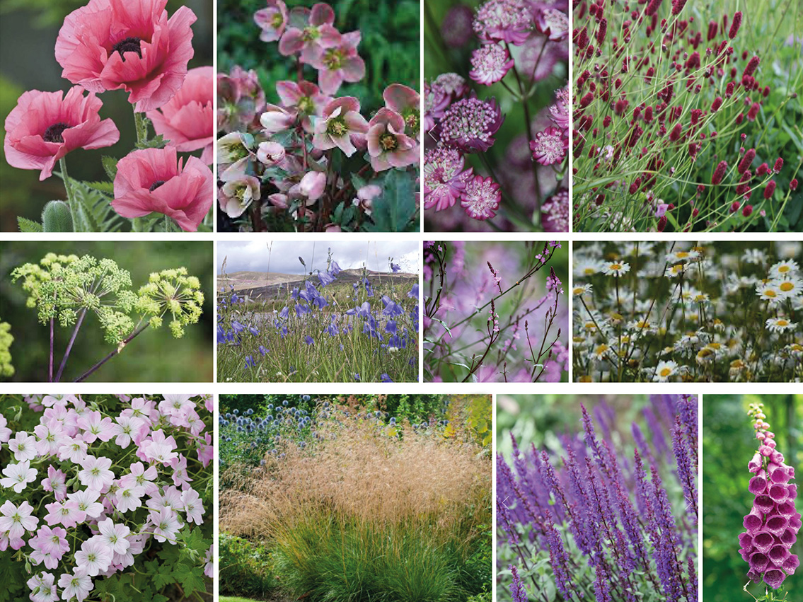 the oak_kalkschmidt_planting