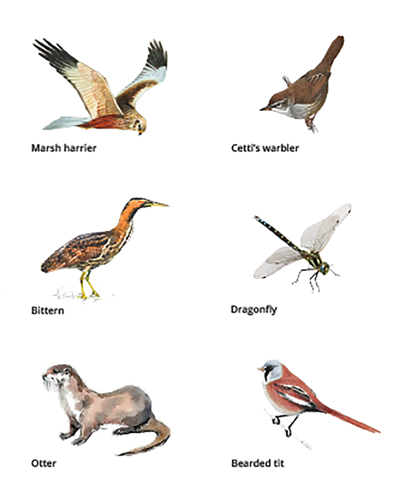Reed Garden_kalkschmidt_3